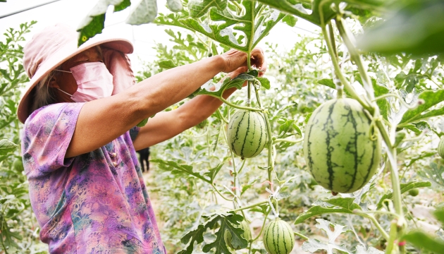 谷雨前后，種瓜點豆