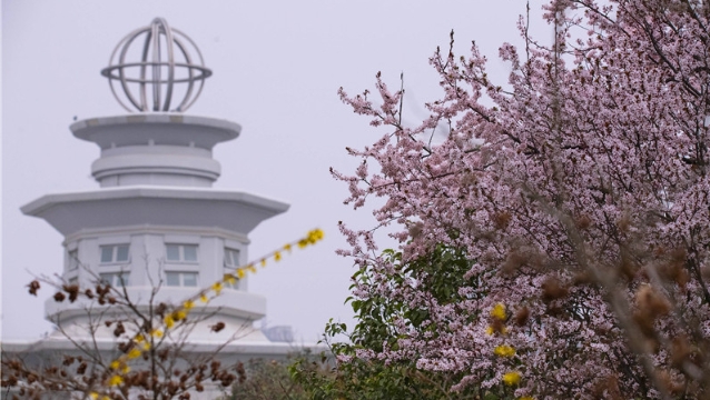 陽春三月，踏青賞花正當(dāng)時(shí)