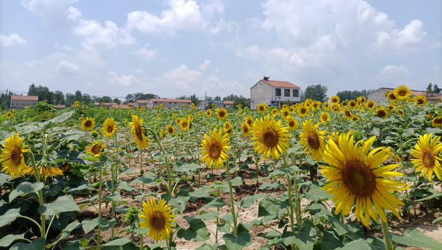 [鹿邑]馬鋪鎮(zhèn)：廢閑土地開(kāi)出“幸?；ā?> </a></TD>             </TR>           </TBODY>         </TABLE>         <TABLE class=margin_4 border=0 cellSpacing=0 cellPadding=0 width=