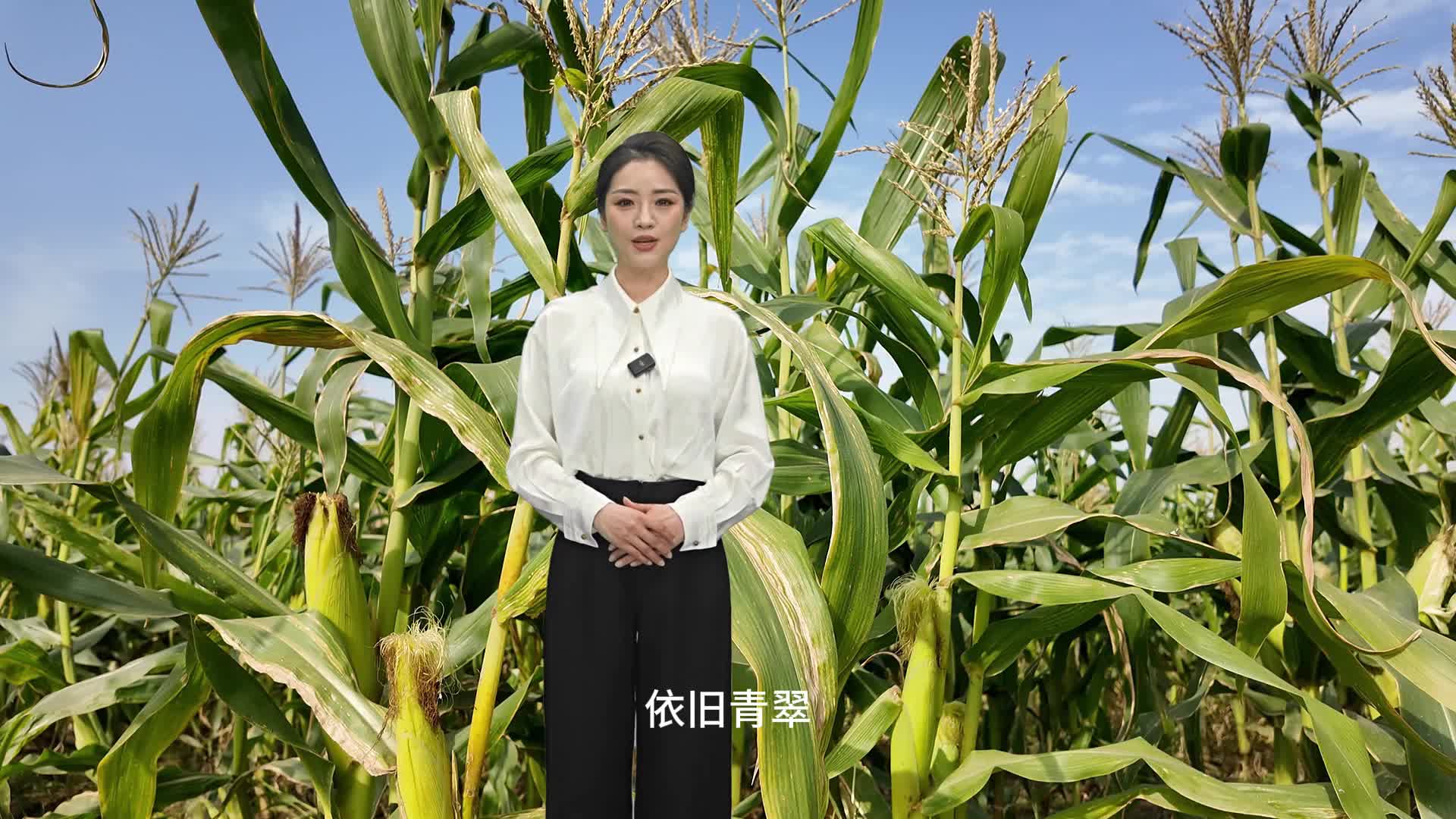 每年可以種三季，冬天成熟的玉米你見過嗎？